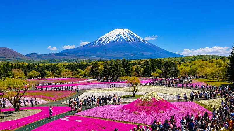 Mount Fuji with Shibazakura Flower Festival in Japan