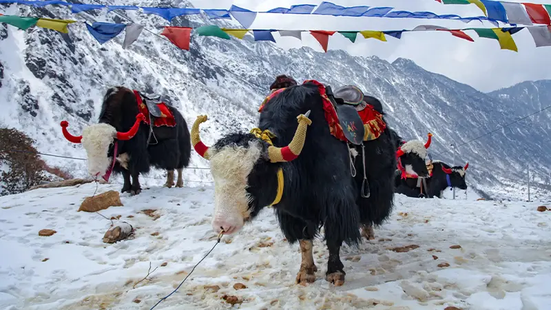 Decorated Himalayan yak at Nathula Pass Sikkim