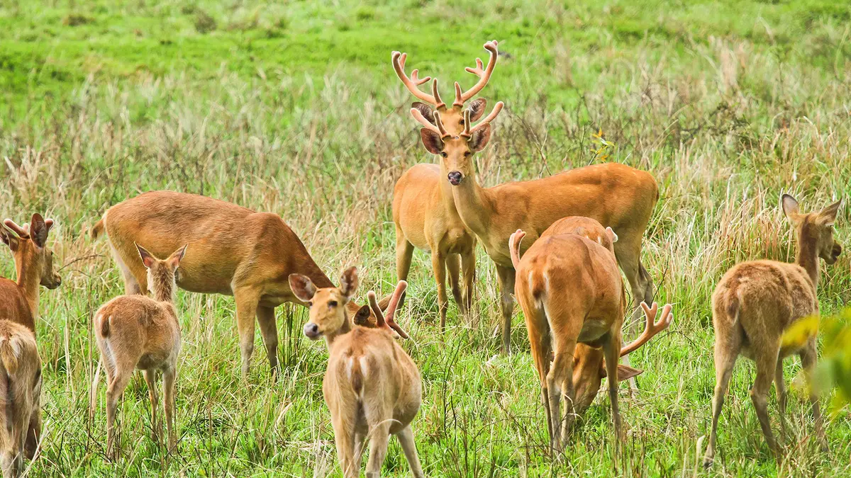 Swamp Deer Kaziranga National Park Assam