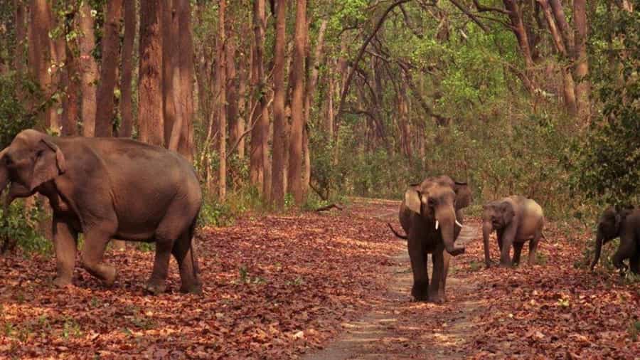 Jim Corbett National Park