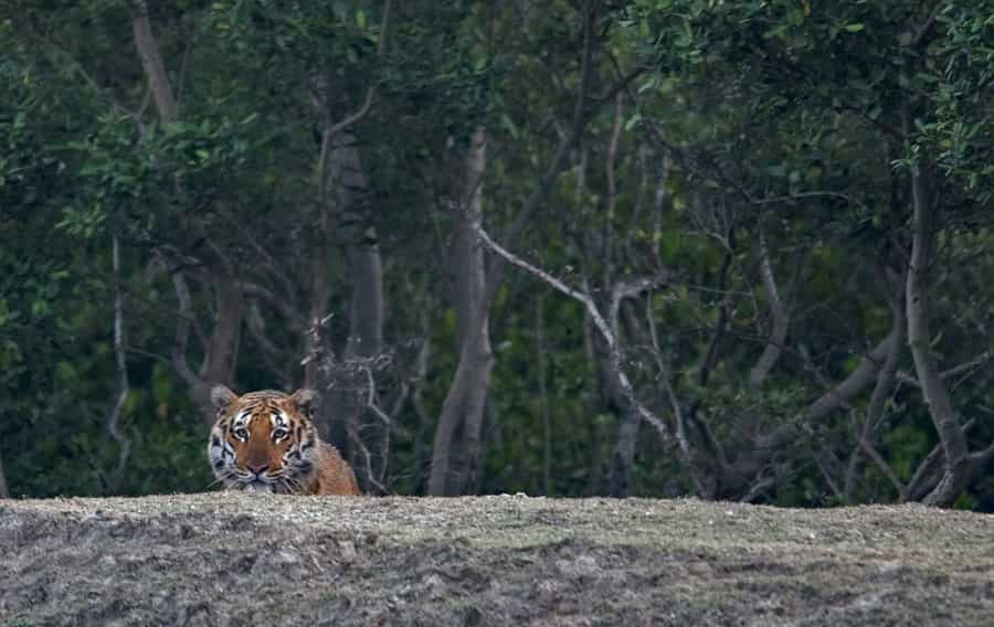 Sundarban National Park