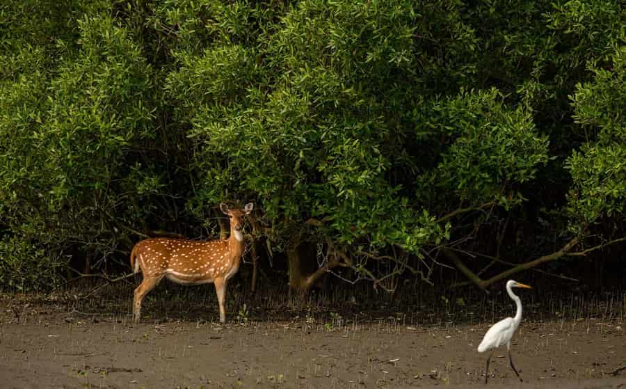 Sunderbans National Park, West Bengal