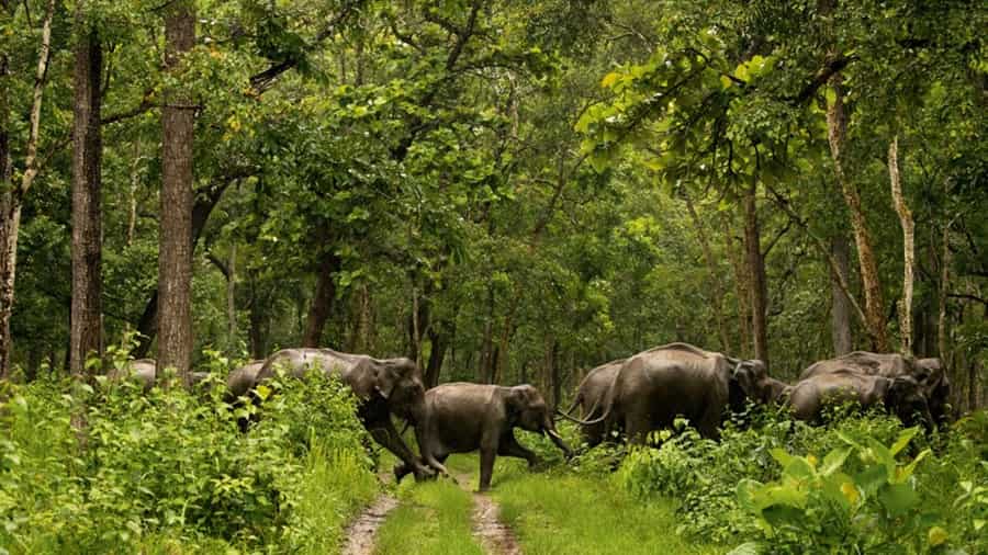 Wildlife of Kerala