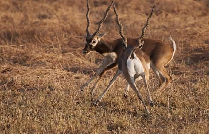 Blackbuck National Park