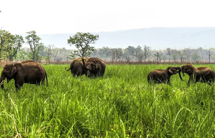 Chitwan National Park