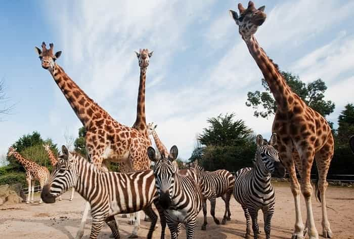 Dehiwala Zoological Garden