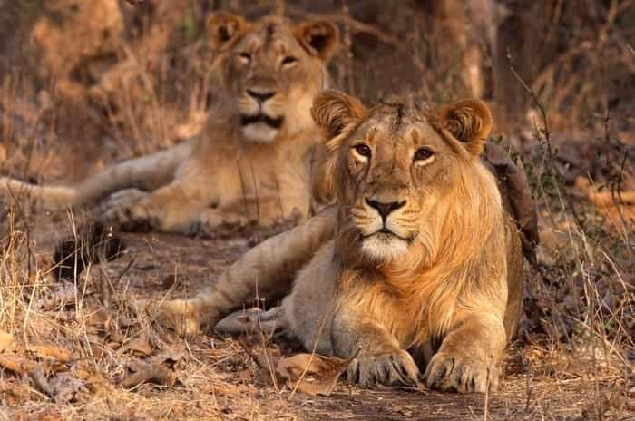 Gir National Park