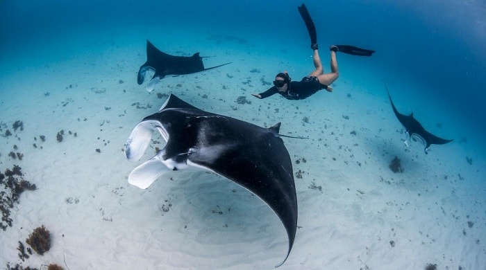 Swim with Manta Rays at the Coral Coast, Australia