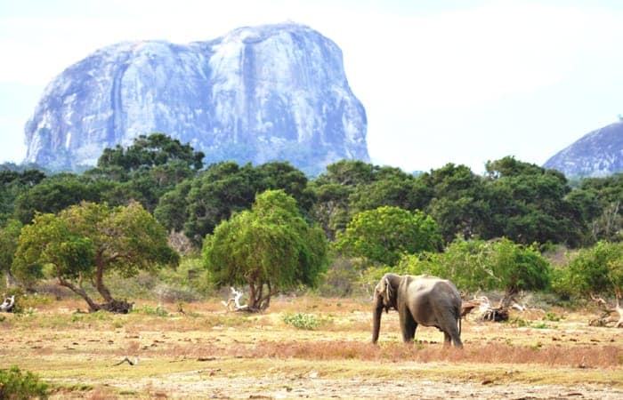 Yala National Park