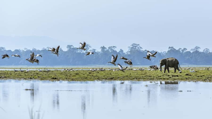 Birds in Kaziranga National Park