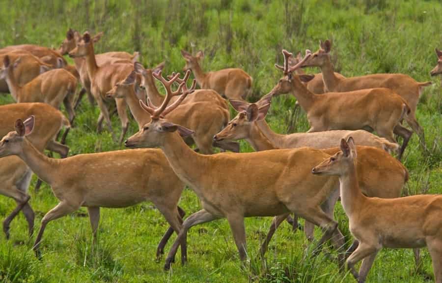 Eastern Swamp Deer in Kaziranga National Park