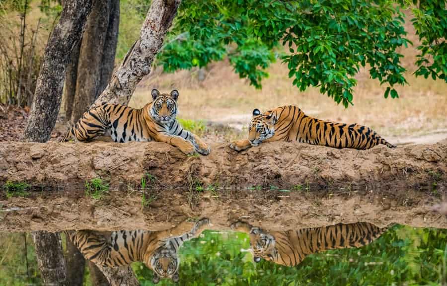 Kanha National Park