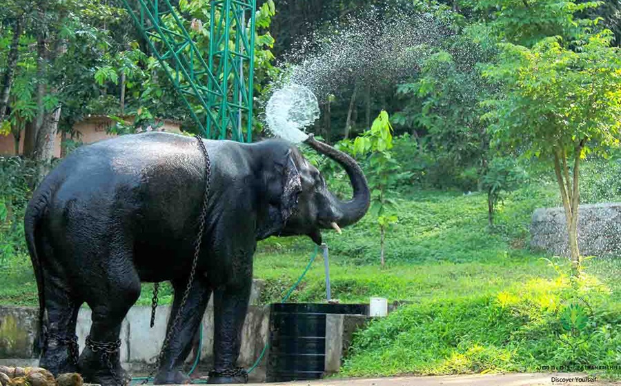 Konni Elephant Training Centre