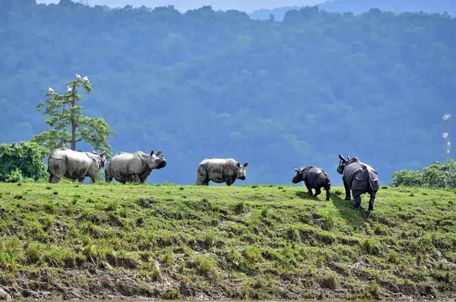 Natural Beauty of Kaziranga National Park