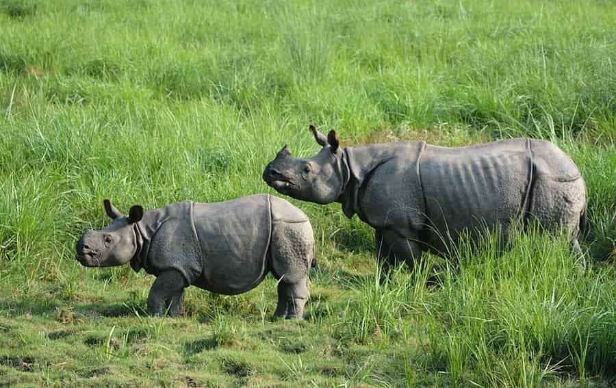 One Horned Rhinoceroses