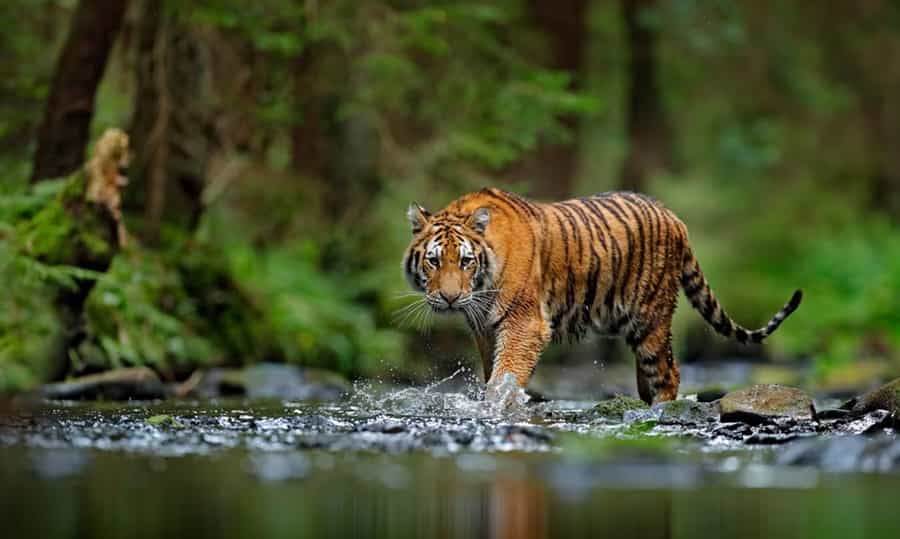 Tigers in Kaziranga National Park