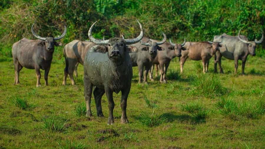 Wild Water Buffalo in Kaziranga National Park