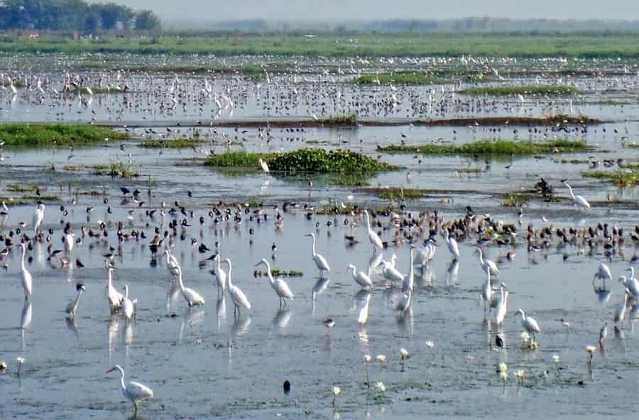 Kolleru Lake