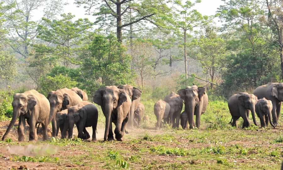 Manas Wildlife Sanctuary