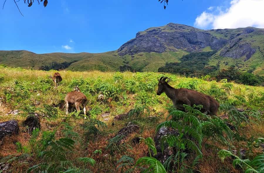 Eravikulam National Park, Munnar