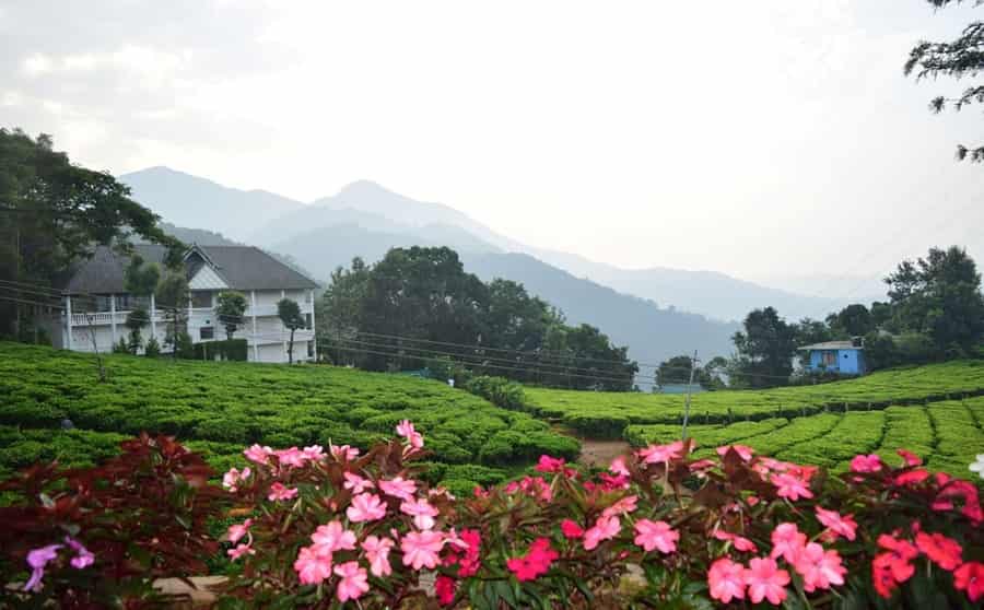 Gruenberg Tea Plantation Haus, Munnar