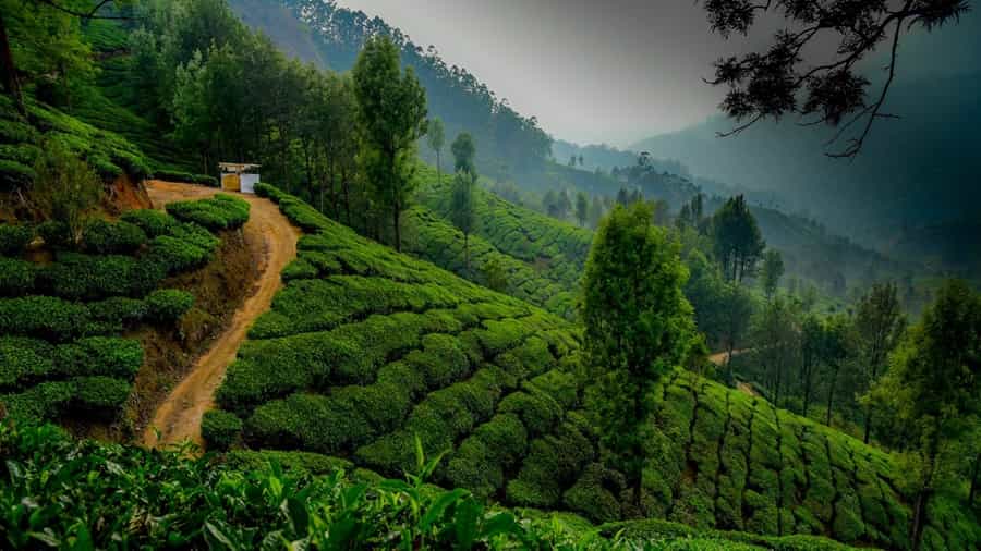 Munnar Hill Station