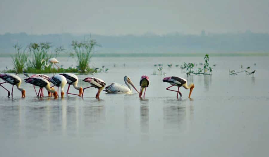 Ousteri Lake, Pondicherry