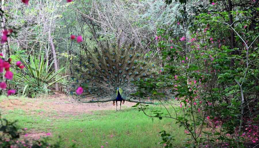 Kulish Smriti Van, Jaipur