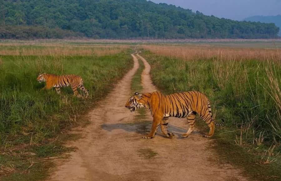 Jim Corbett National Park