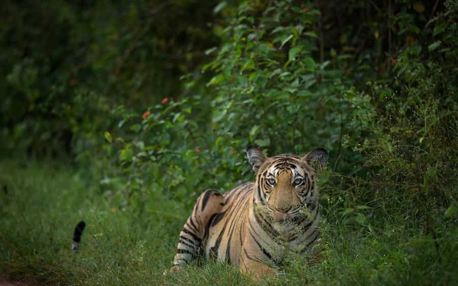 Nagarhole National Park Or Rajiv Gandhi National Park