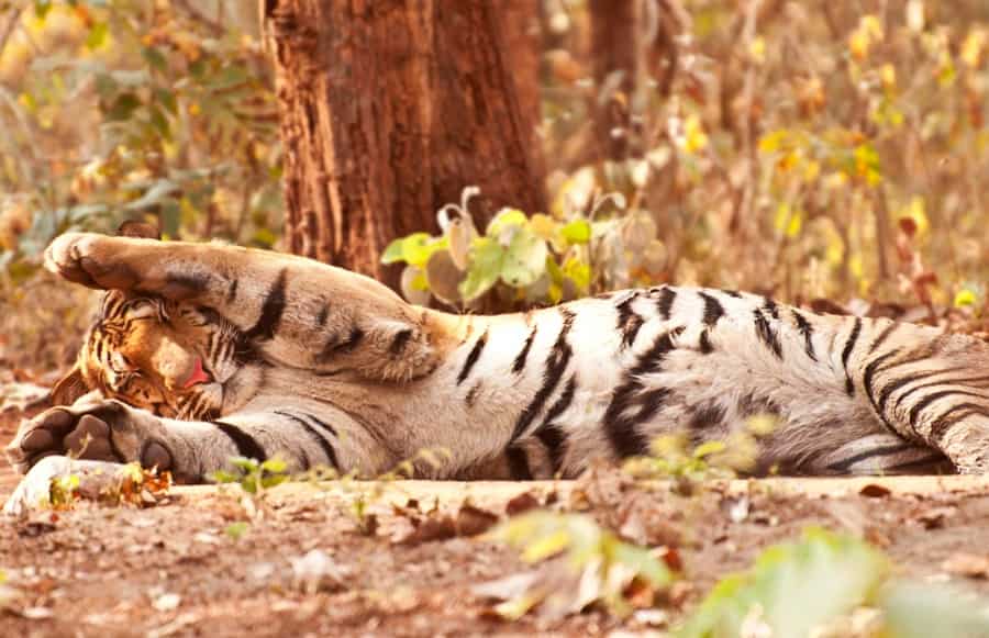 Nawegaon- Nagzira Wildlife Sanctuary