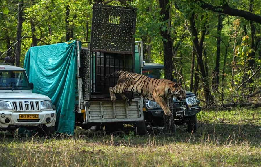 Pench Tiger Reserve