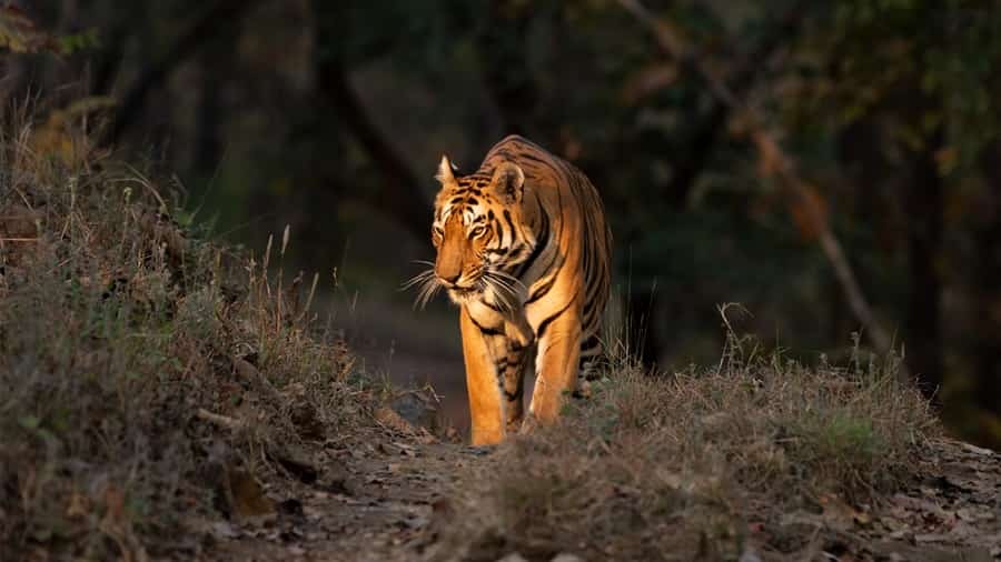 Satpura Tiger Reserve