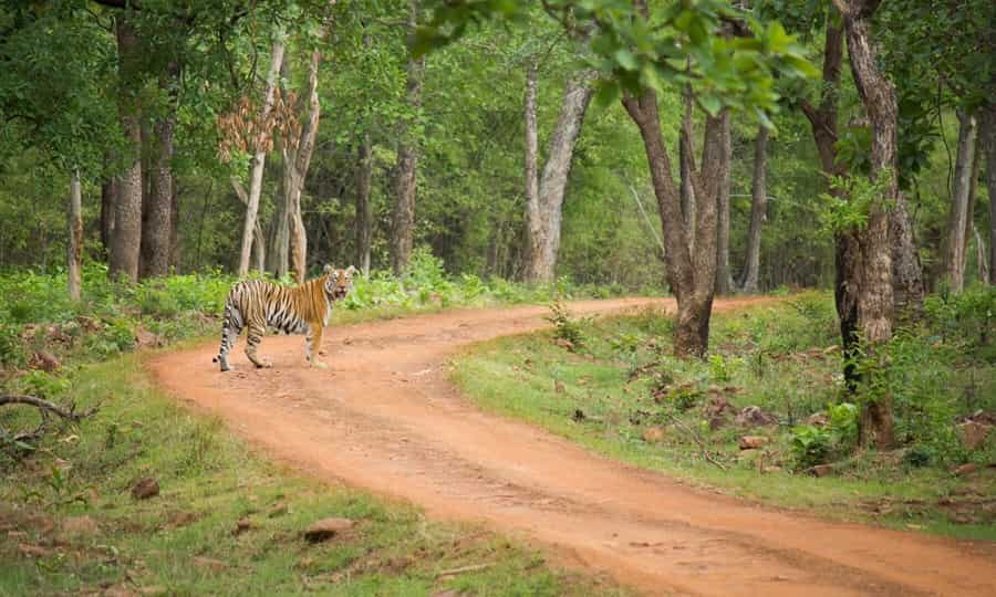 Tadoba-Andhari Tiger Reserve, Maharashtra