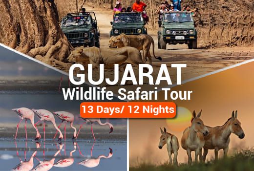 Gujarat Wildlife Tour Package