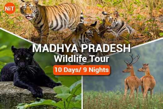 Madhya Pradesh Wildlife Tour Package