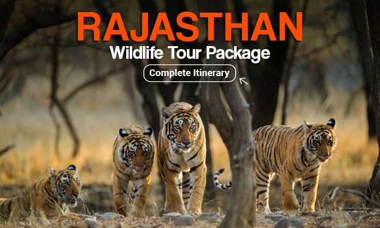 Rajasthan Wildlife Tour Package