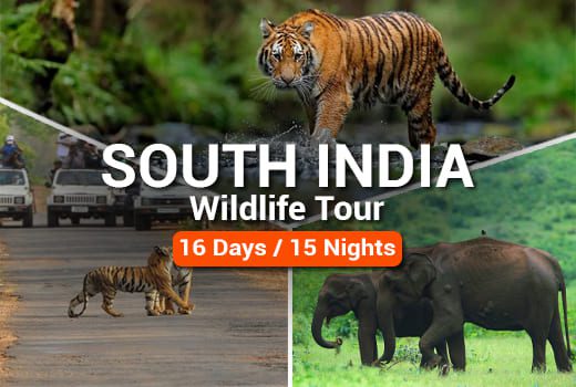 South India Wildlife Tour Package