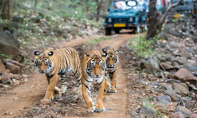 Ranthambore Weekend Tour Package